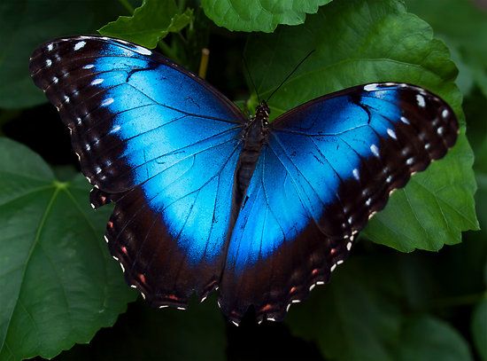 Monarch butterfly blue